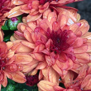 Chrysanthemum