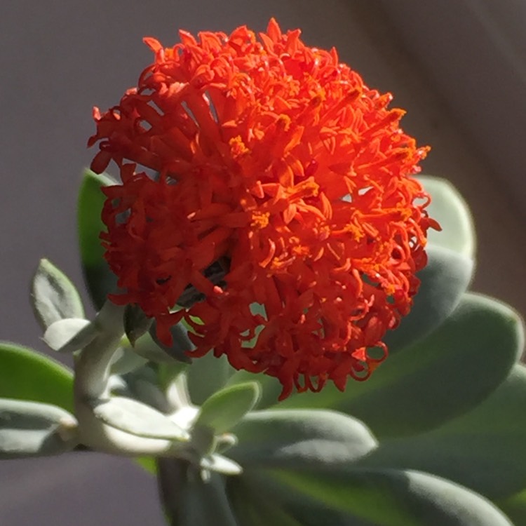 plant image 860018 plant image 860018