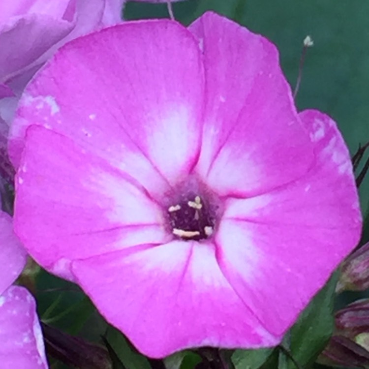 plant image 860313 plant image 860313