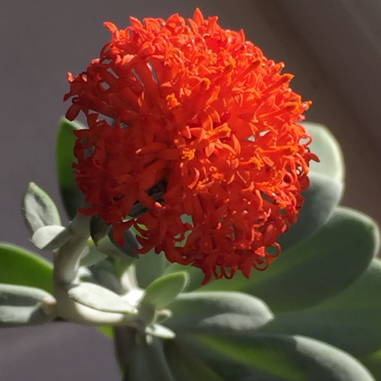 plant image 866529 plant image 866529