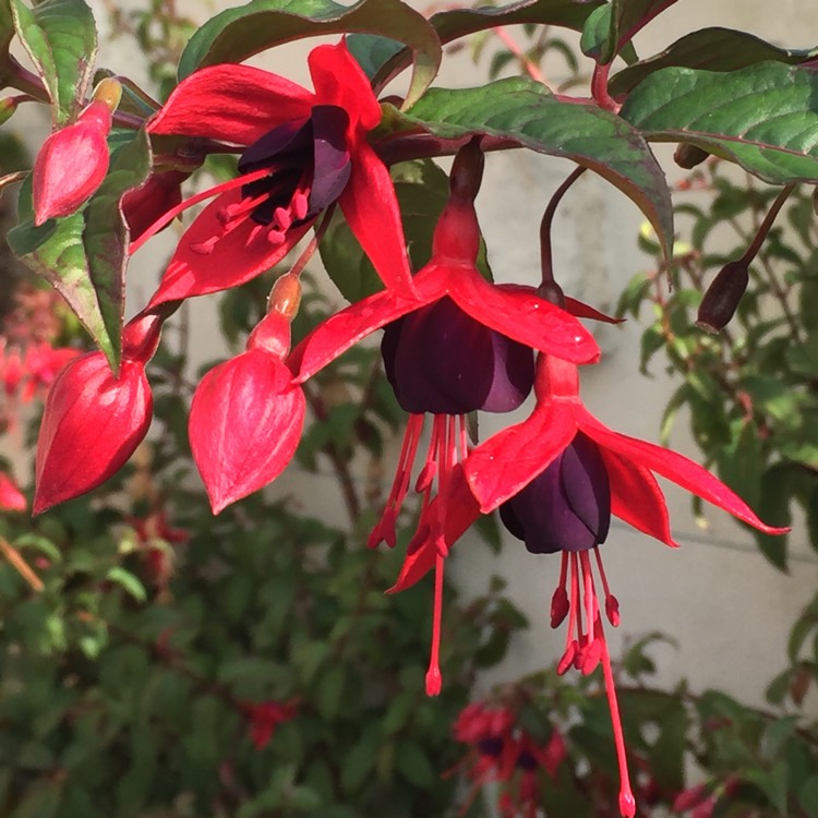 plant image 875254 plant image 875254