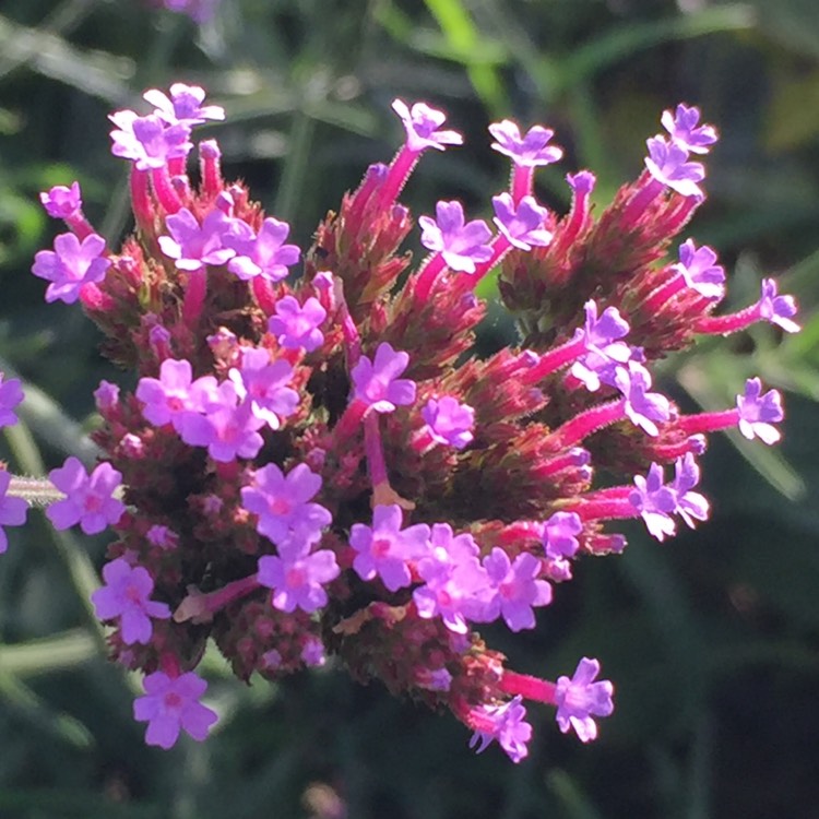 plant image 878924 plant image 878924