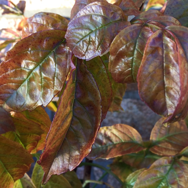 plant image 886612 plant image 886612