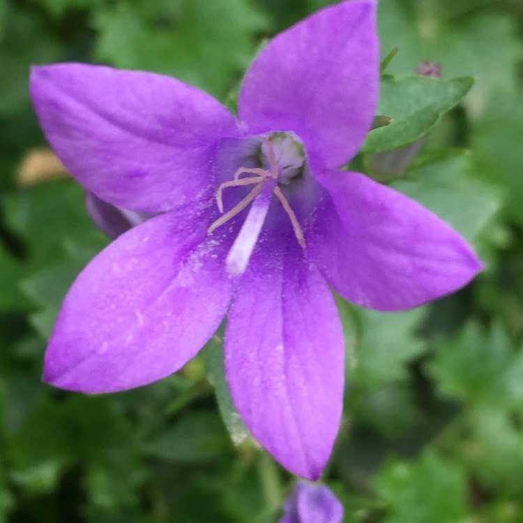 plant image 888373 plant image 888373