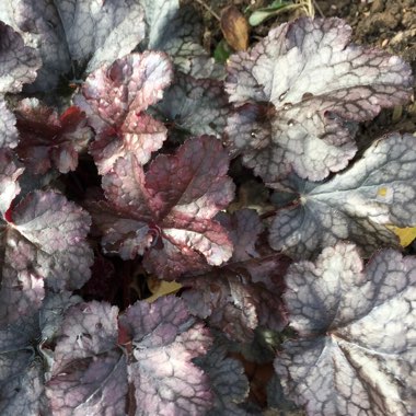 Heuchera 'Plum Pudding'