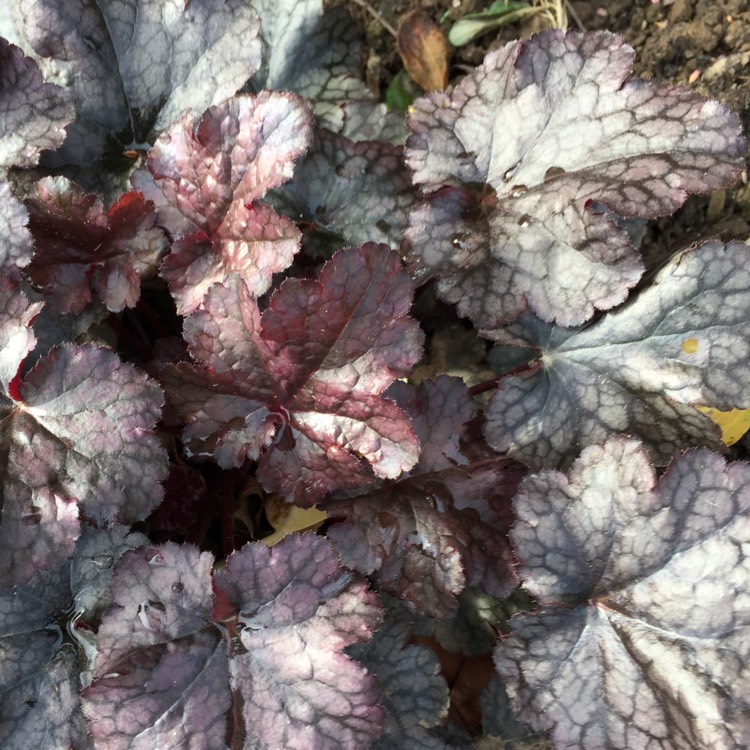 plant image 890189