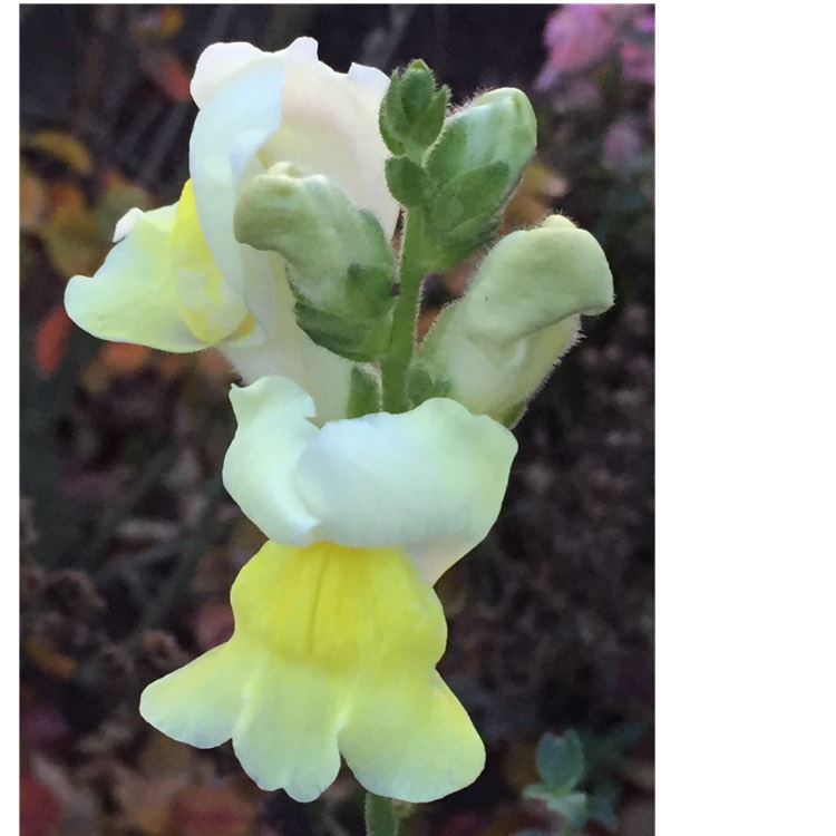 plant image 892855 plant image 892855