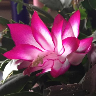 Schlumbergera x buckleyi