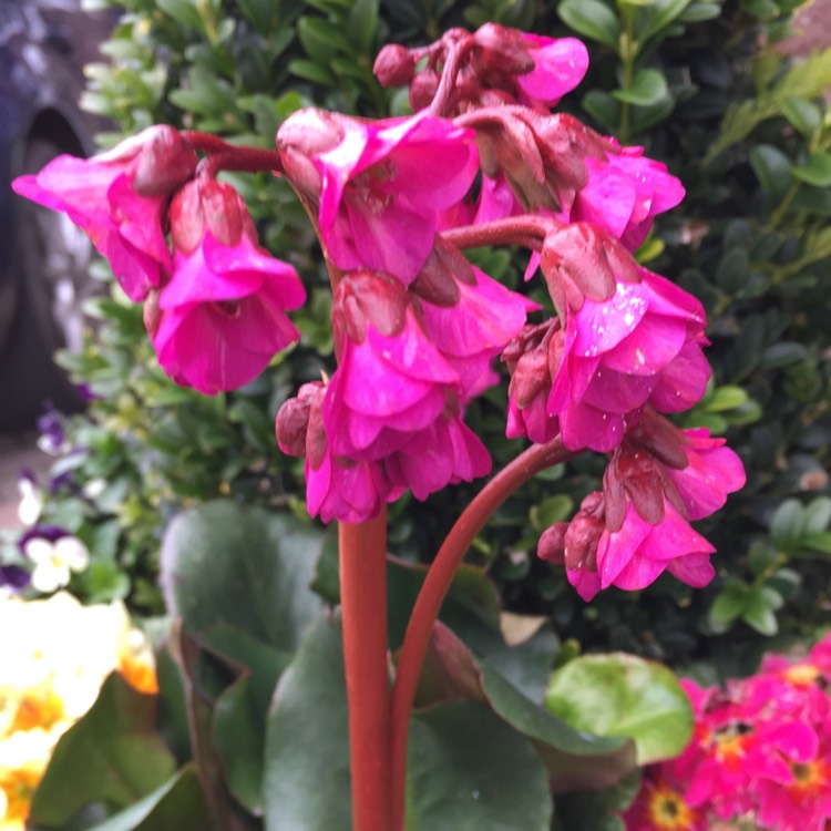 plant image 964741