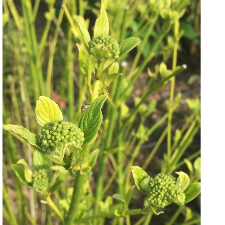 plant image 995775