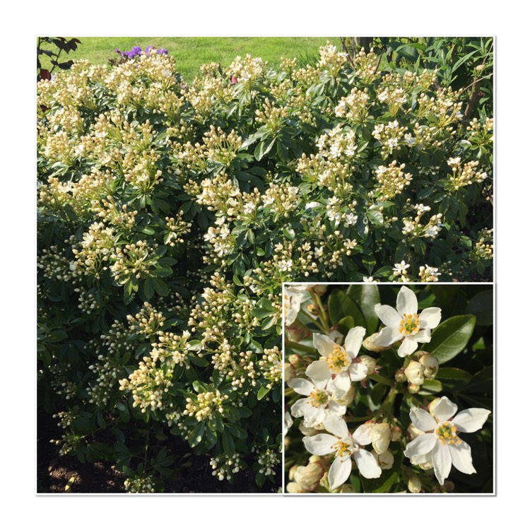 Plant image Philadelphus lewisii