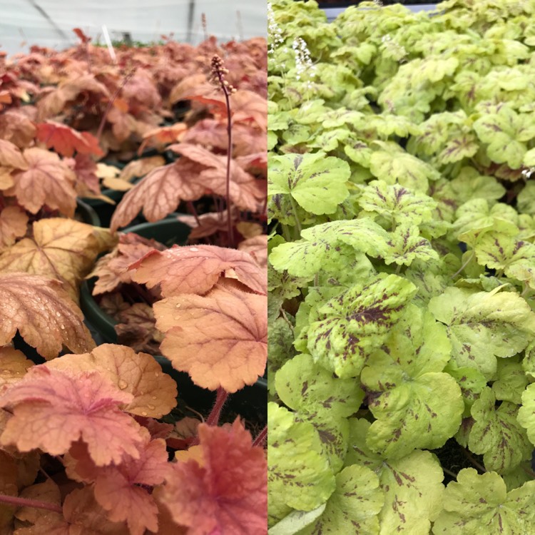 Plant image Heuchera 'Yellowstone Falls'