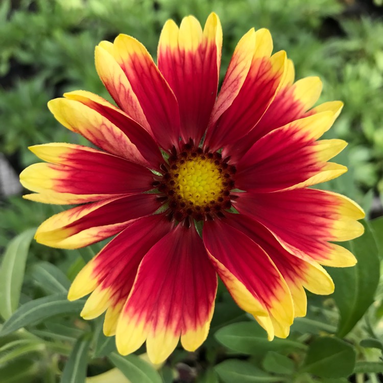 plant image 353650