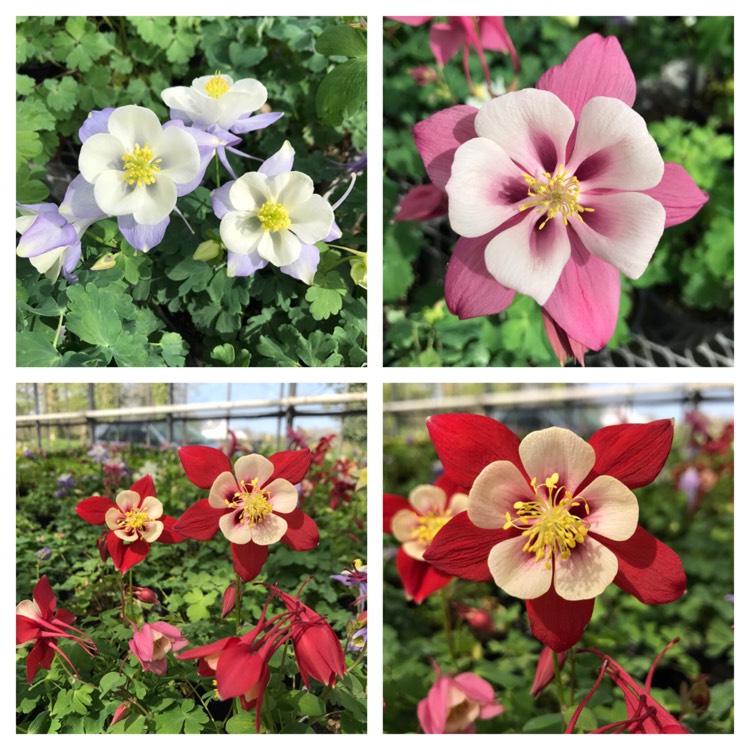 plant image 353836
