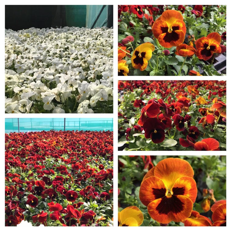 plant image 353845