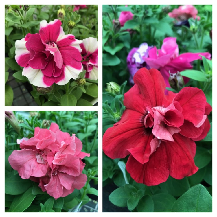 plant image 368824