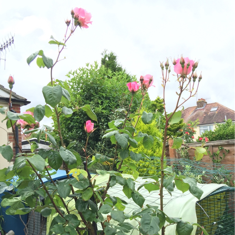 plant image 124733