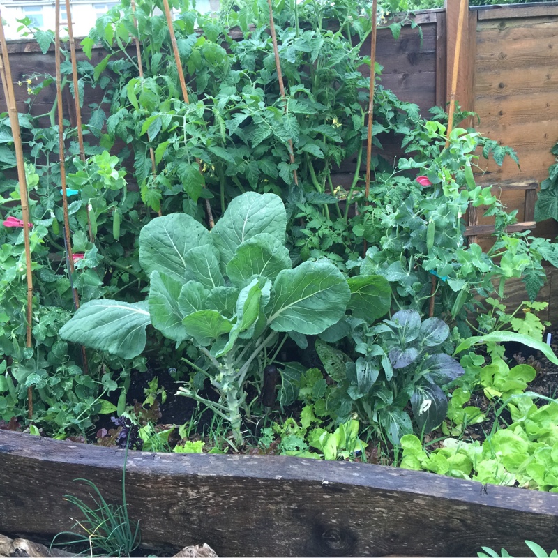 Jacqueline's garden