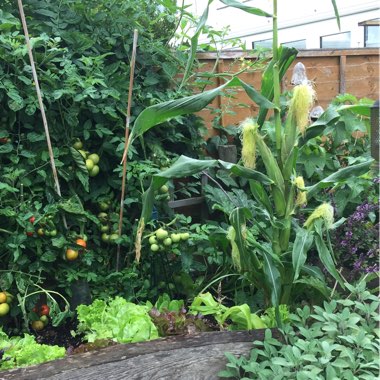 Jacqueline's garden