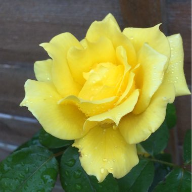 Rose (Hybrid Tea)
