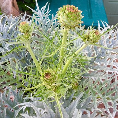 Globe Artichoke