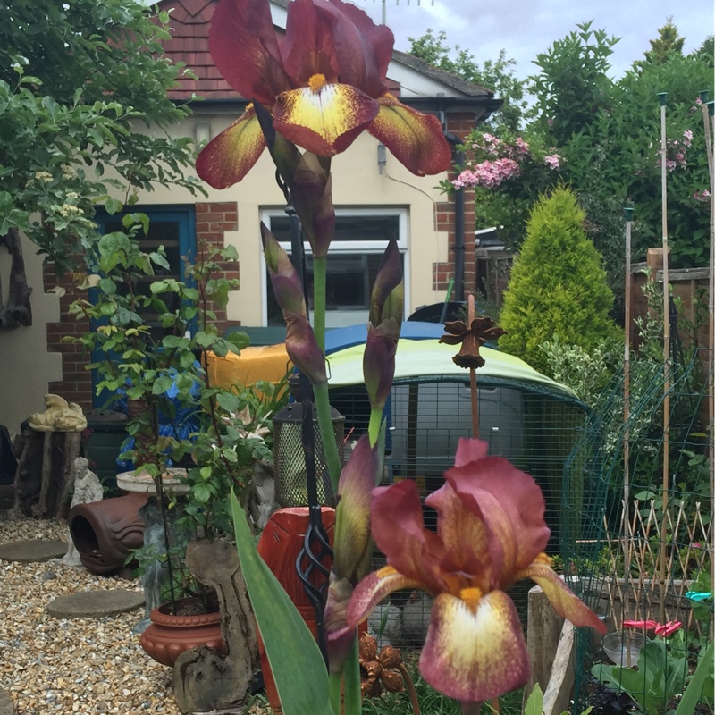 Plant image Iris x germanica 'Kent Pride'