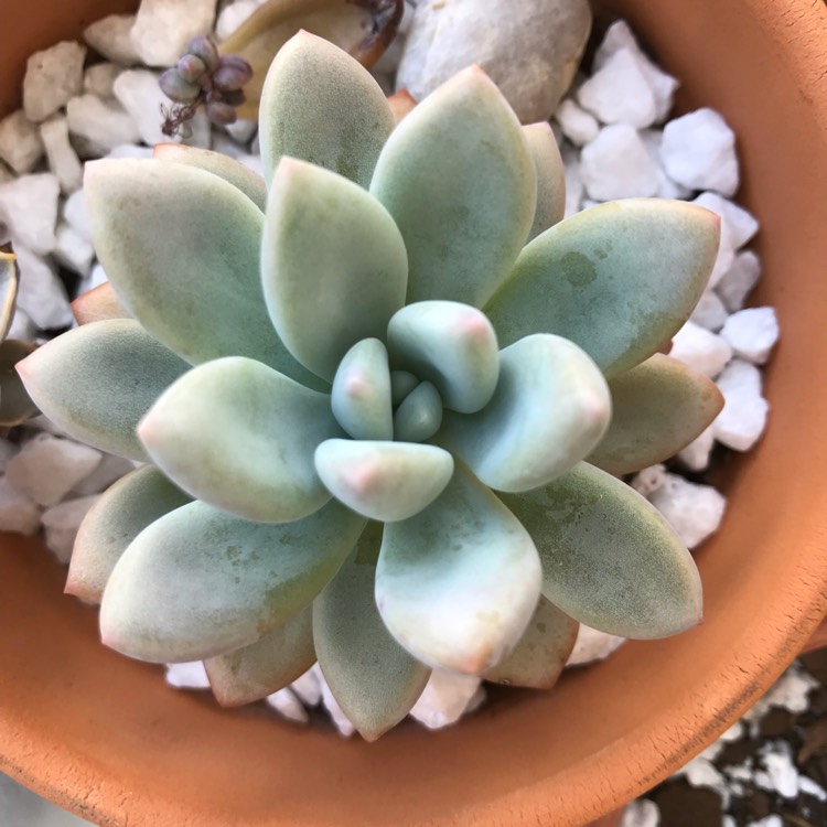 Plant image x Pachyveria Yvonne