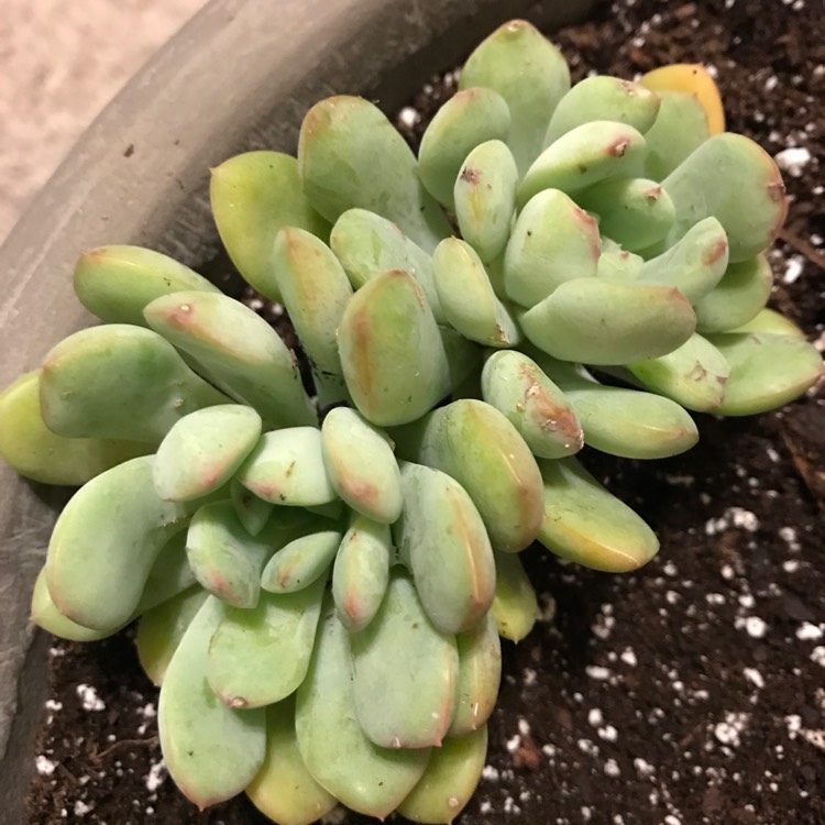 Plant image x Pachyveria Claire