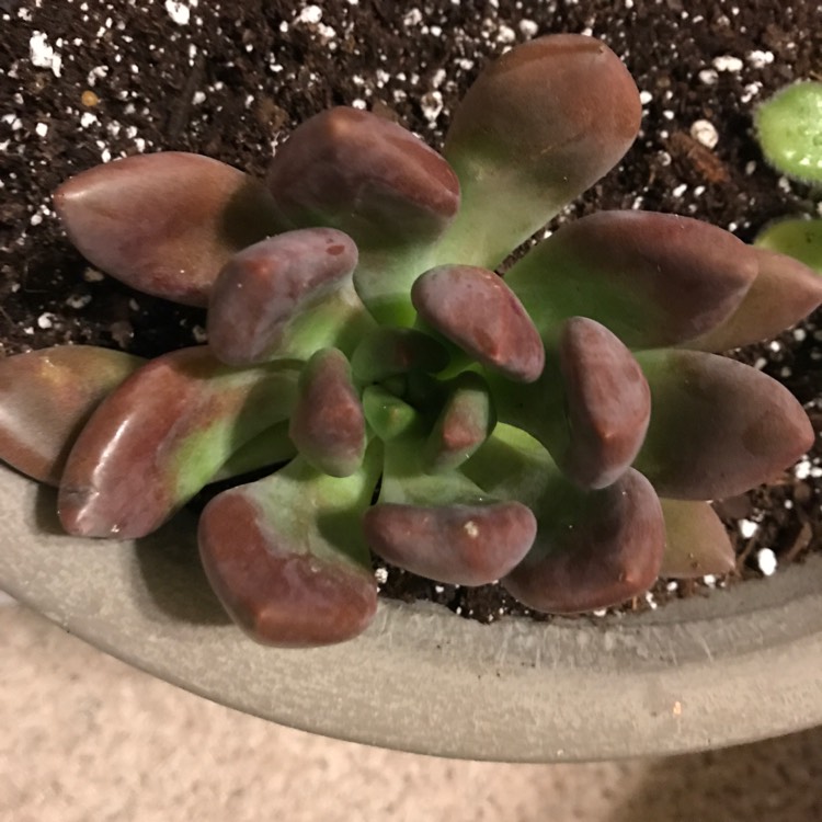 Plant image xGraptoveria Bella