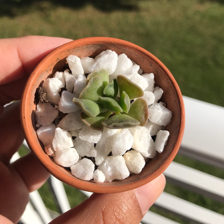 Plant image Adromischus cristatus