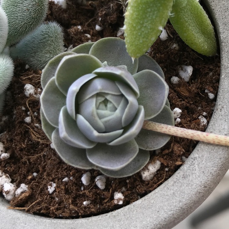 Plant image Orostachys