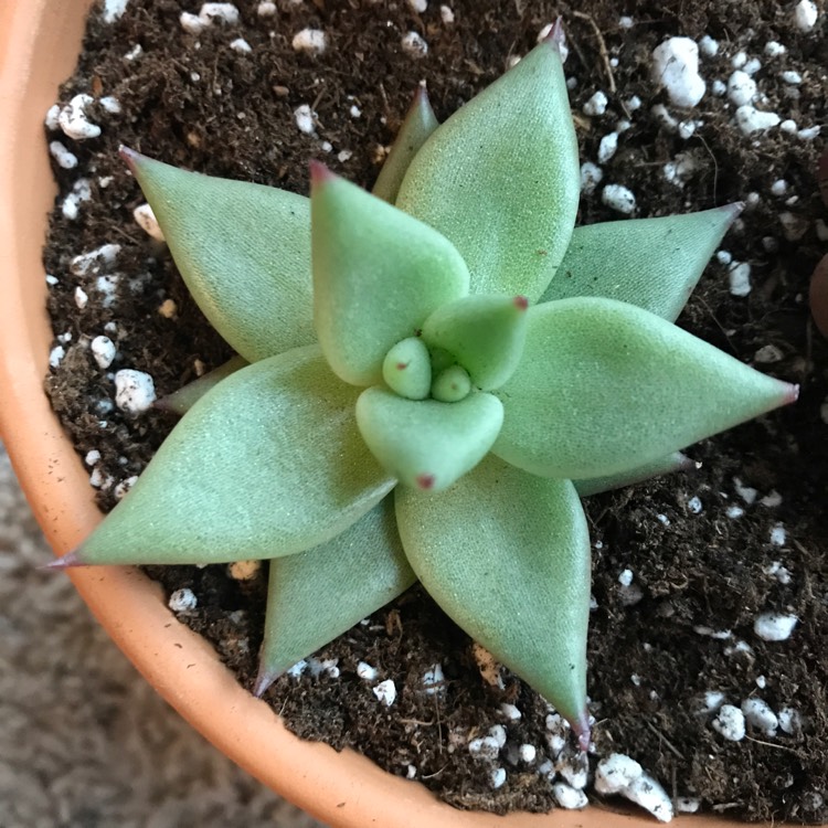 Plant image Echeveria Agavoides Gaya