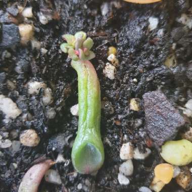 Crassula ovata 'Gollum'