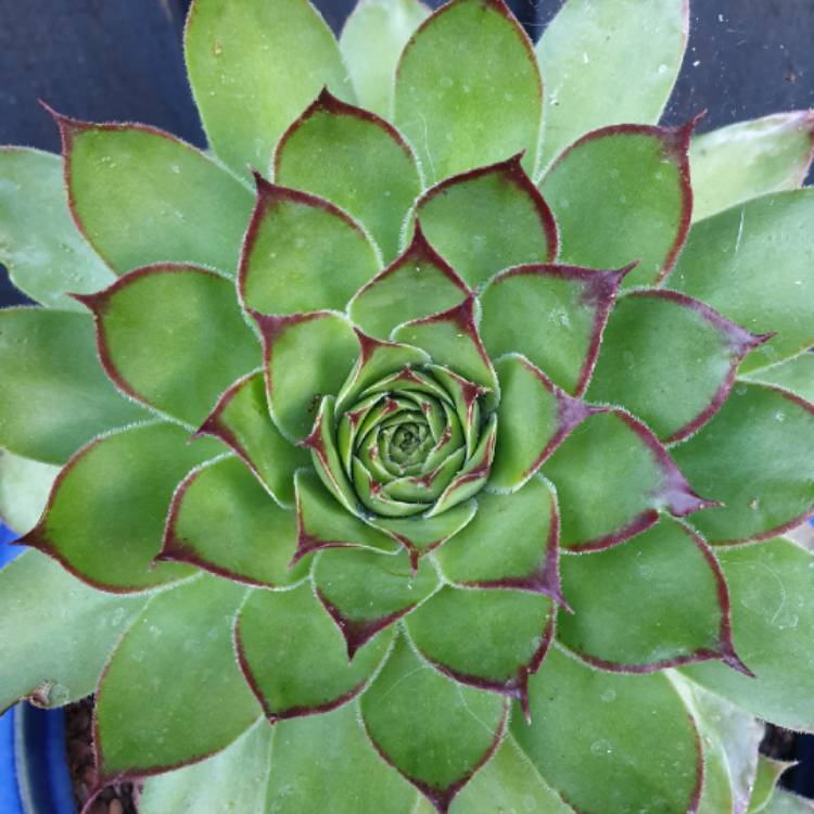 Plant image Sempervivum Tectorum Boutignyanum