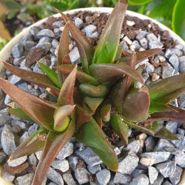 x Alworthia 'Black Gem'