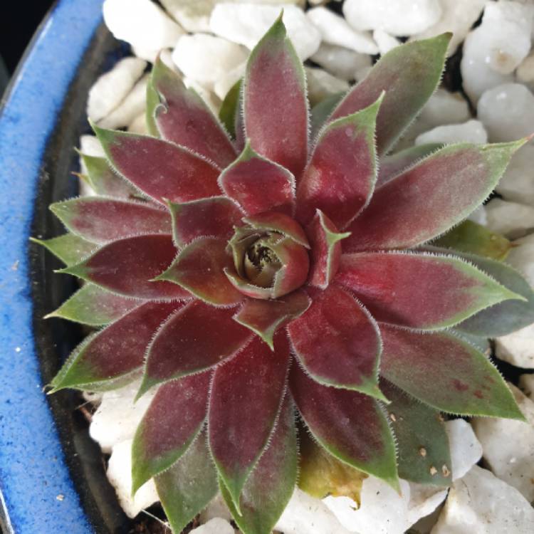 Plant image Sempervivum Red Chief