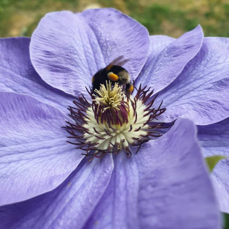 Plant image Clematis 'Beauty Of Richmond'