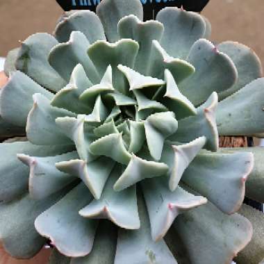 Echeveria 'Pinwheel Revolution'