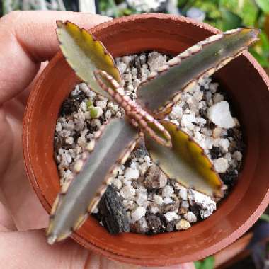 Mother of Thousands