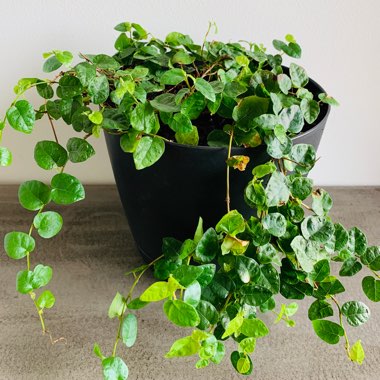 Ficus pumila