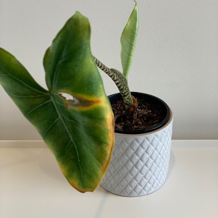 Plant image Alocasia Zebrina