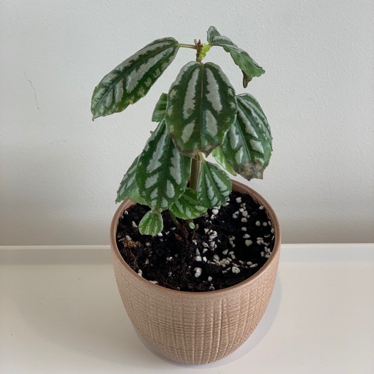 plant image 1324544