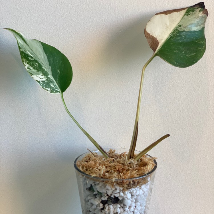 Plant image Monstera deliciosa 'Borsigiana Albovariegata' syn. Monstera borsigiana 'Albovariegata'