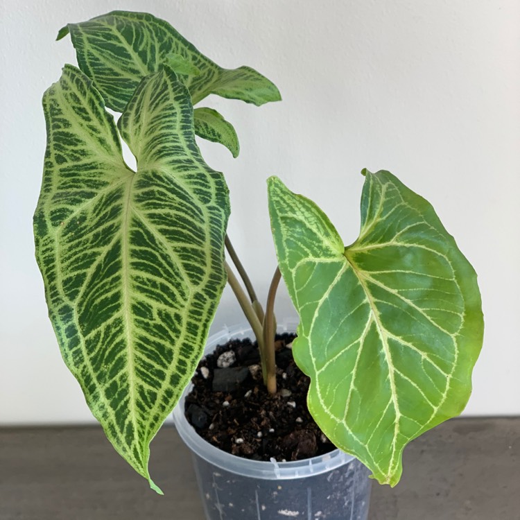 Plant image Syngonium 'Batik'