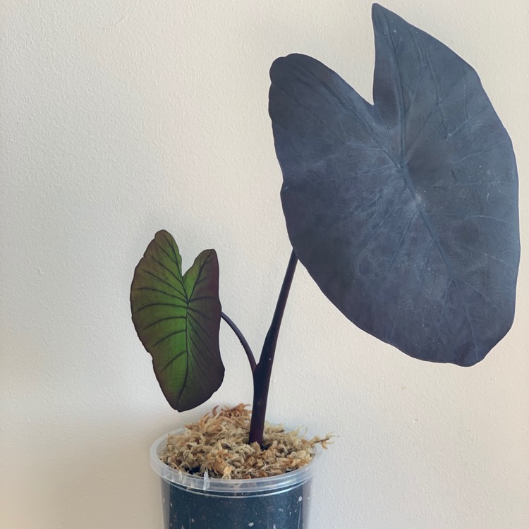 Plant image Colocasia esculenta 'Black Magic'