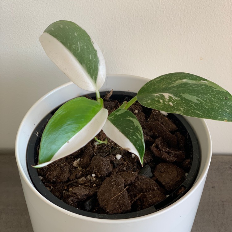 Plant image Philodendron 'White Princess'