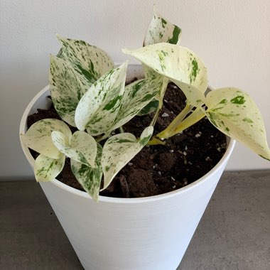 Epipremnum aureum 'Marble Queen'