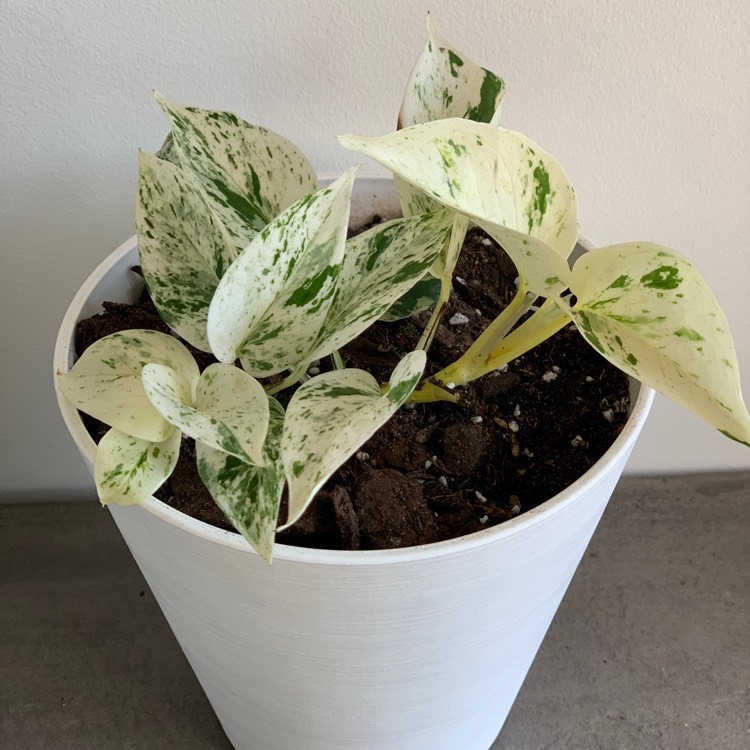 plant image 1329883