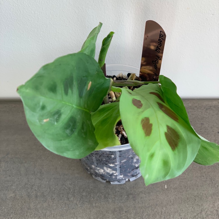 Plant image Calathea Albertii syn. Maranta albertii ; Calathea glaziovii