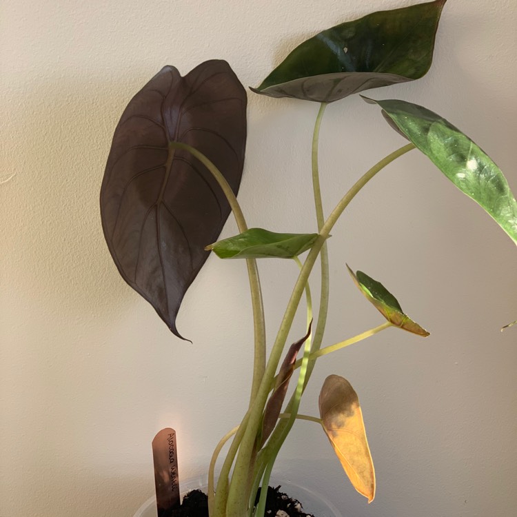 Plant image Alocasia Wentii
